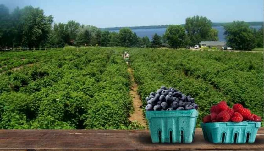 pesticide residue in berries